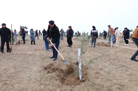 Ulu öndər Heydər Əliyevin 100 illik yubileyi ilə bağlı ağacəkmə aksiyası keçirilib