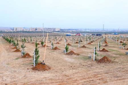 Ulu öndər Heydər Əliyevin 100 illik yubileyi ilə bağlı ağacəkmə aksiyası keçirilib