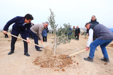 Ulu öndər Heydər Əliyevin 100 illik yubileyi ilə bağlı ağacəkmə aksiyası keçirilib